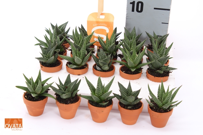 <h4>SUCC GEM 3 SRT</h4>