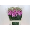 Matthiola Iron Pink