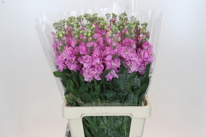 Matthiola Iron Pink