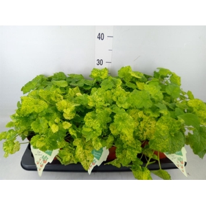 Tolmiea menziesii   ...variegated