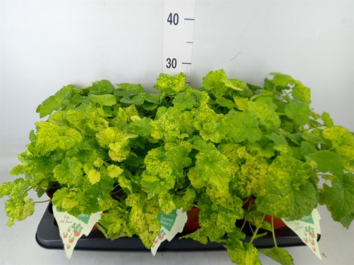 <h4>Tolmiea menziesii   ...variegated</h4>