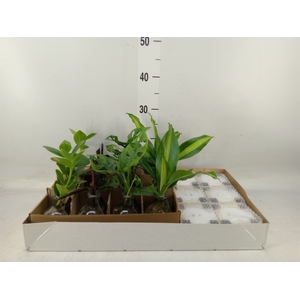 Planten  ..mix