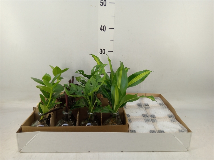 <h4>Planten  ..mix</h4>