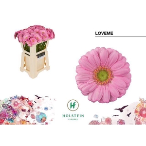 GERBERA MI 'LOVEME'
