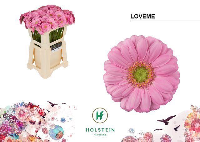 <h4>GERBERA MI 'LOVEME'</h4>