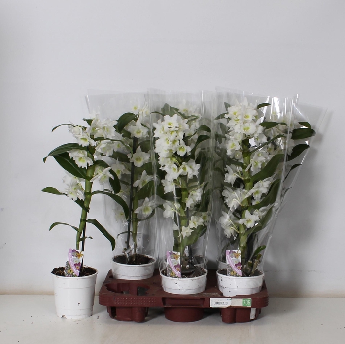 <h4>DEND NOBILE</h4>