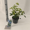 Hedera helix