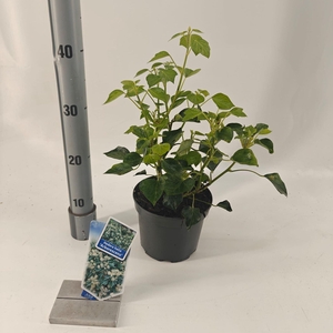 Hedera helix
