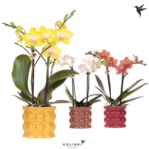 Kolibri Orchids Phalaenopsis mix 2 spike in Cotton pot yellow mix