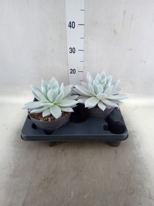 <h4>Echeveria  'Mexican Giant'</h4>