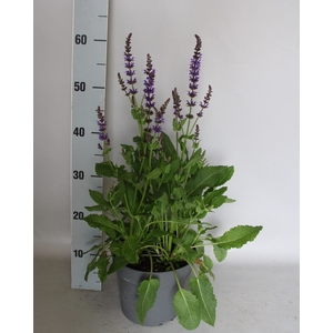 vaste planten 19 cm  Salvia nem. Mainacht