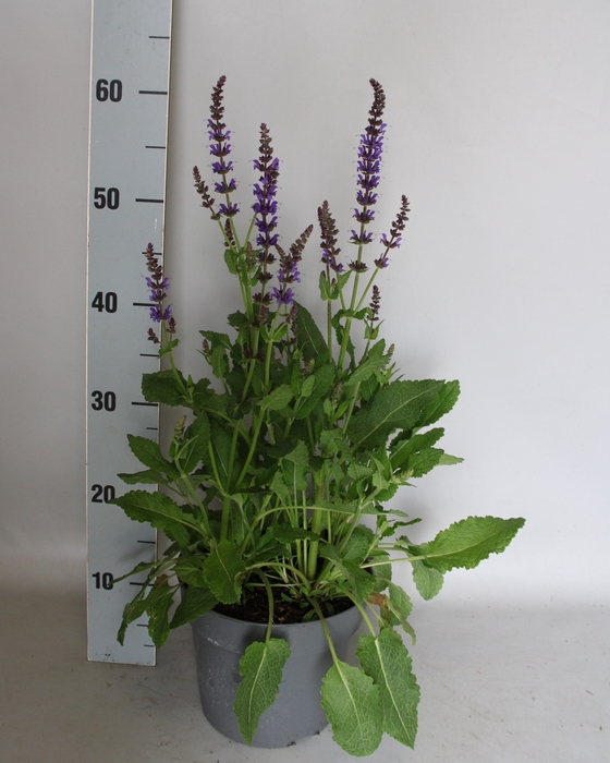<h4>vaste planten 19 cm  Salvia nem. Mainacht</h4>