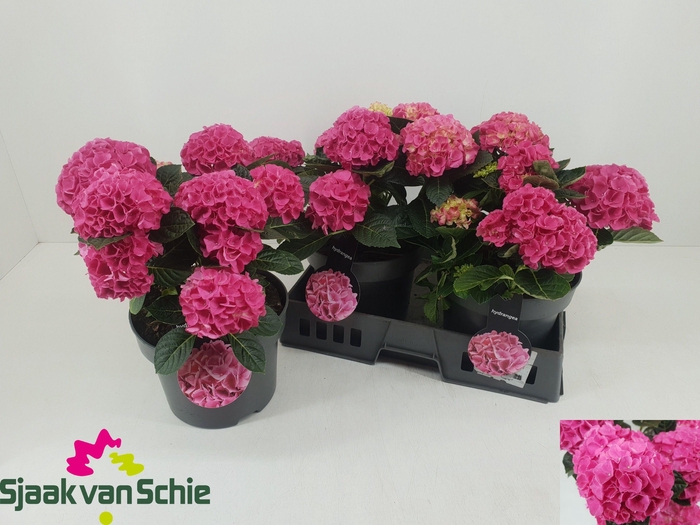 <h4>HYDR M HI MEADOW</h4>