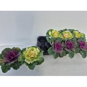 BRASSICA (SIERKOOL)