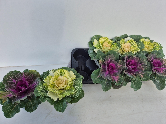 <h4>BRASSICA (SIERKOOL)</h4>