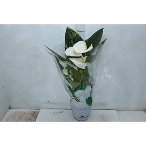 ANTHURIUM ALASKA P17