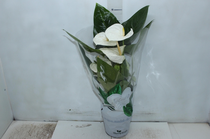 <h4>ANTHURIUM ALASKA P17</h4>