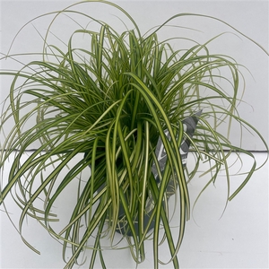 Graminées Carex 'Eversheen'