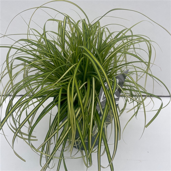 <h4>Carex 'Eversheen'</h4>