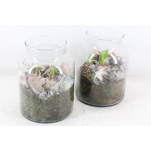 arr4 Hyacint MB - Glas napoleon 338/5