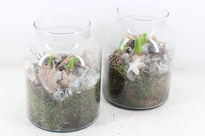 <h4>arr4 Hyacint MB - Glas napoleon 338/5</h4>