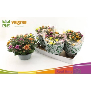 CHRYSANT ELIXER P23