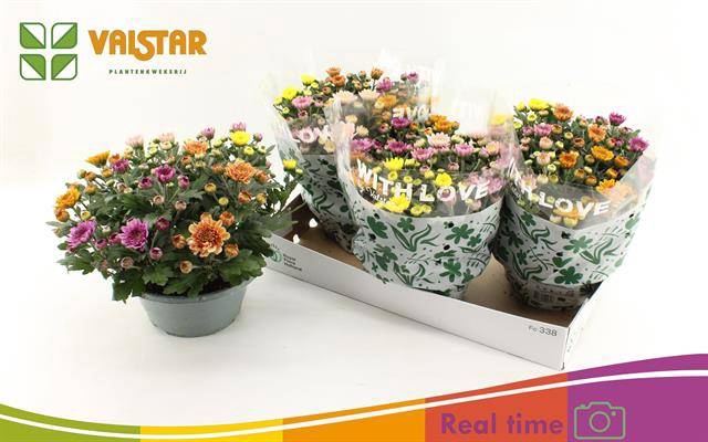 <h4>CHRYSANT ELIXER P23</h4>