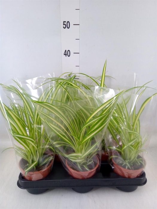 <h4>Chlorophytum com. 'Variegatum'</h4>