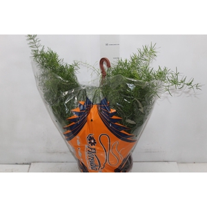 ASPARGO ALFINETE C21