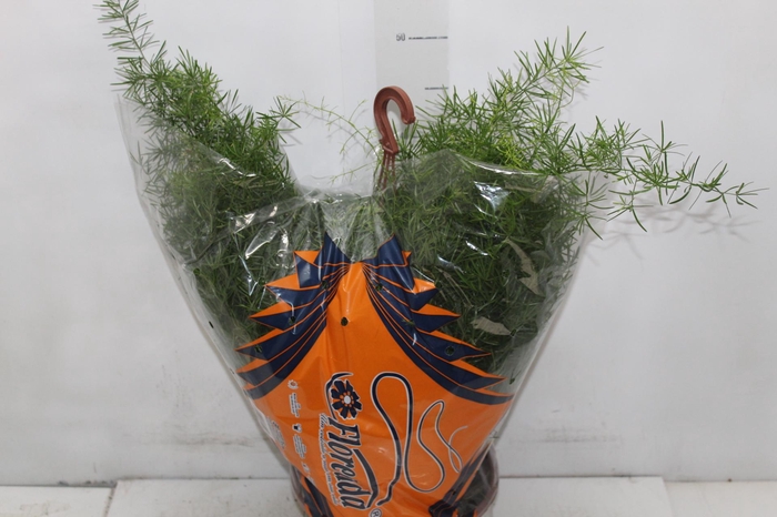 <h4>ASPARGO ALFINETE C21</h4>