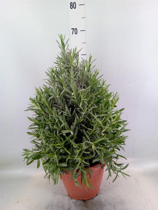 <h4>Lavandula angus.</h4>