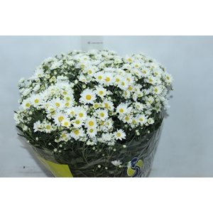 CRISANTEMO BOLA BELGA P20 BRANCO