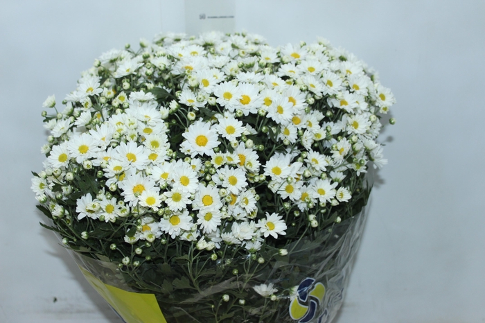<h4>CRISANTEMO BOLA BELGA P20 BRANCO</h4>