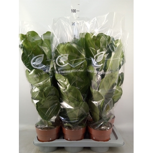 Ficus lyrata