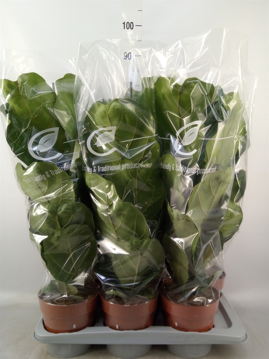 <h4>Ficus lyrata</h4>