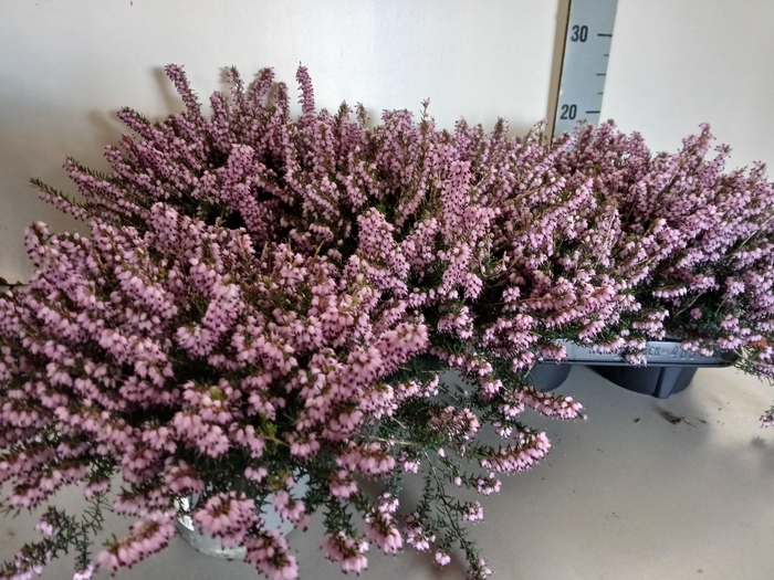 <h4>ERIC DA GHOST HILLS</h4>