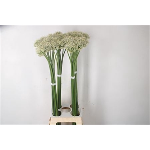 Allium Mount Everest