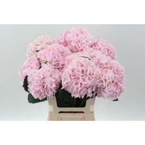 Hydr M My Pinktou Rz