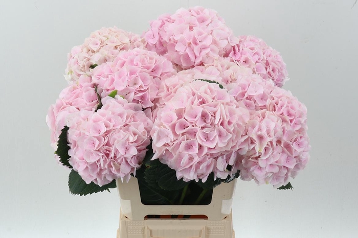 <h4>Hydr M My Pinktou Rz</h4>