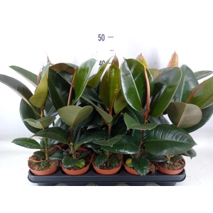 Ficus elastica 'Robusta'