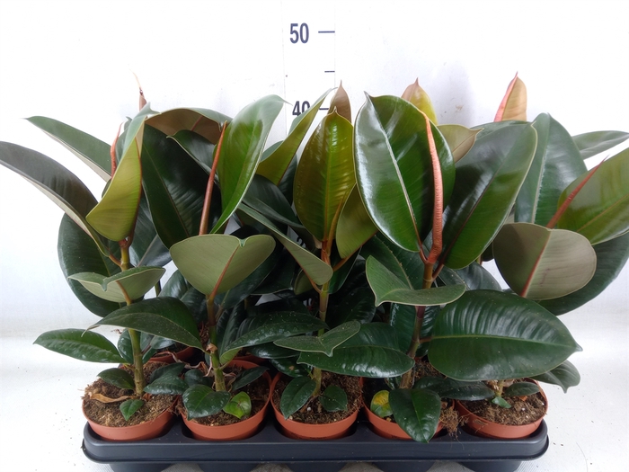 <h4>Ficus elastica 'Robusta'</h4>