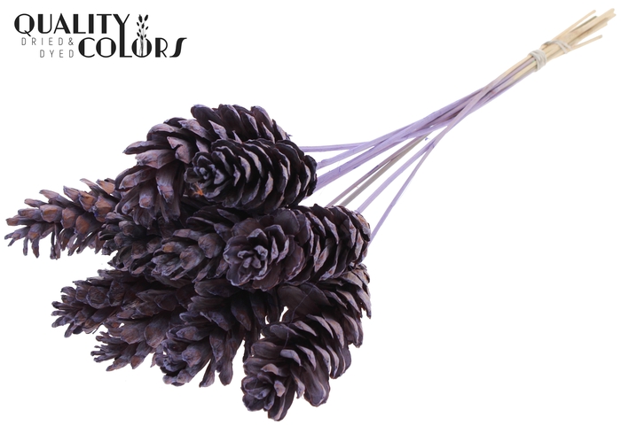 Strobus 10-15cm on stem Frosted Milka