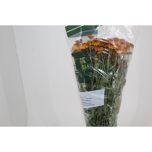 CRISANTEMO SANTINI LEXY 080 CM