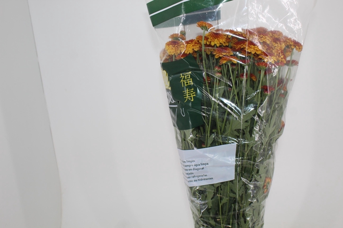 <h4>CRISANTEMO SANTINI LEXY 080 CM</h4>