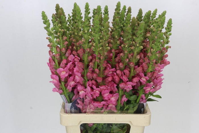 <h4>Antirrhinum Potomac Cherry Rose</h4>