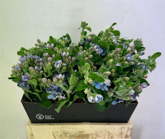 <h4>Oxy Co Tan Pure Blu</h4>