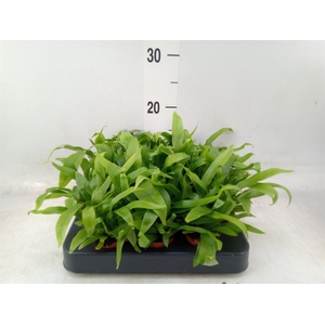 Asplenium antiquum