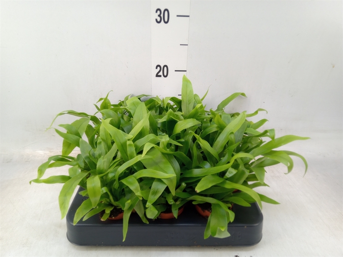 <h4>Asplenium antiquum</h4>