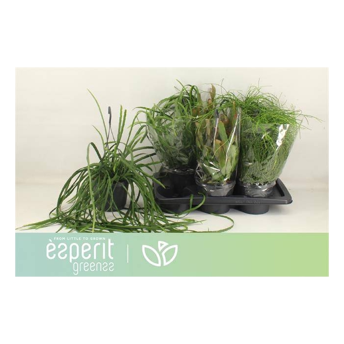 <h4>Rhipsalis burchellii mixed (Cites) 17Ø 25cm</h4>