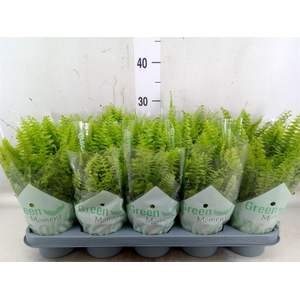 Nephrolepis exal. 'Green Moment'